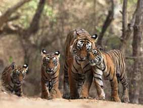 tadoba online safari booking